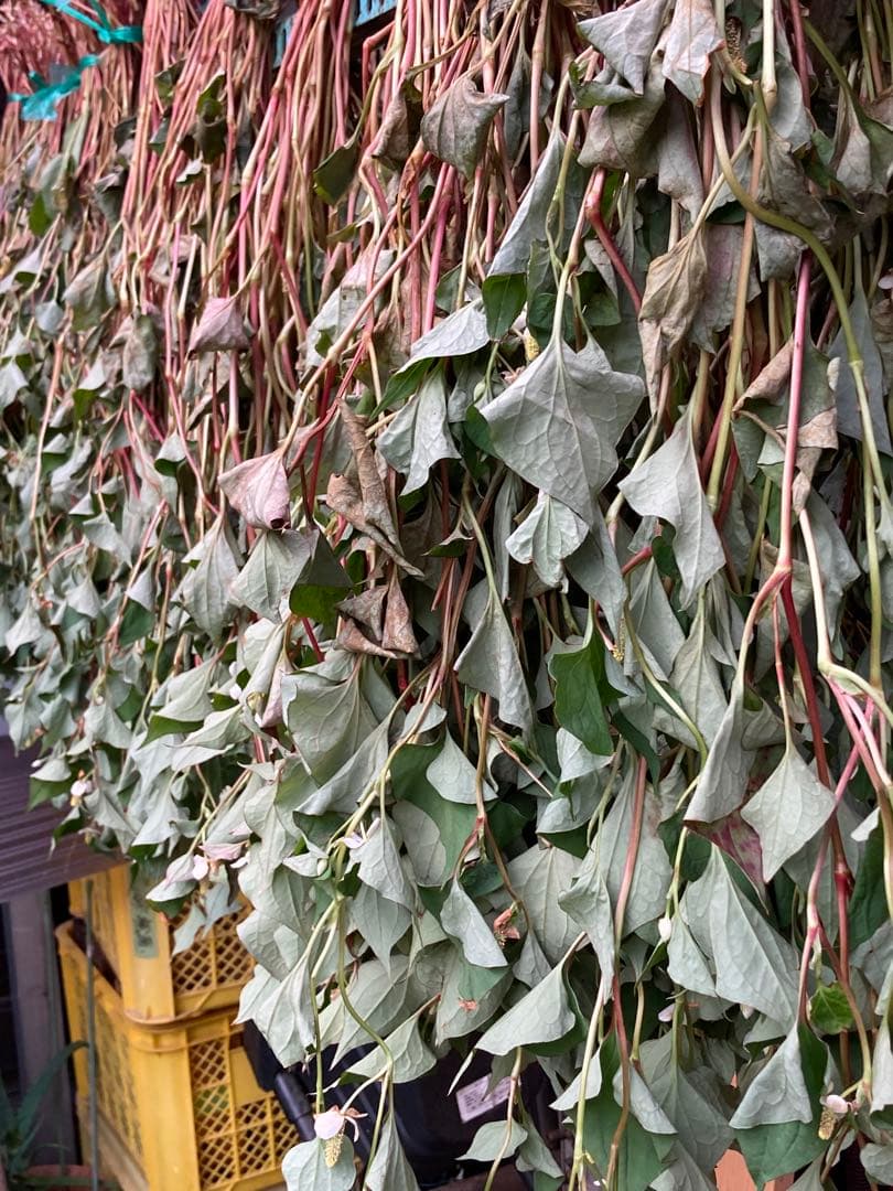 【みー画面】#515 乾燥どくだみ　どくだみ茶　開花期　2025年産