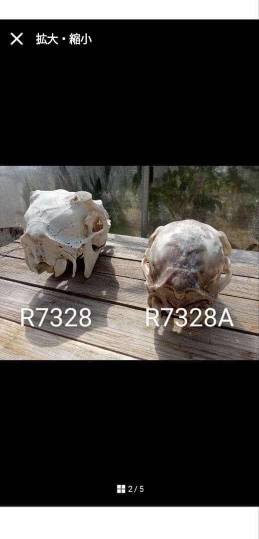天然　日本鹿　スカルヘッド　お得な2個セット×2