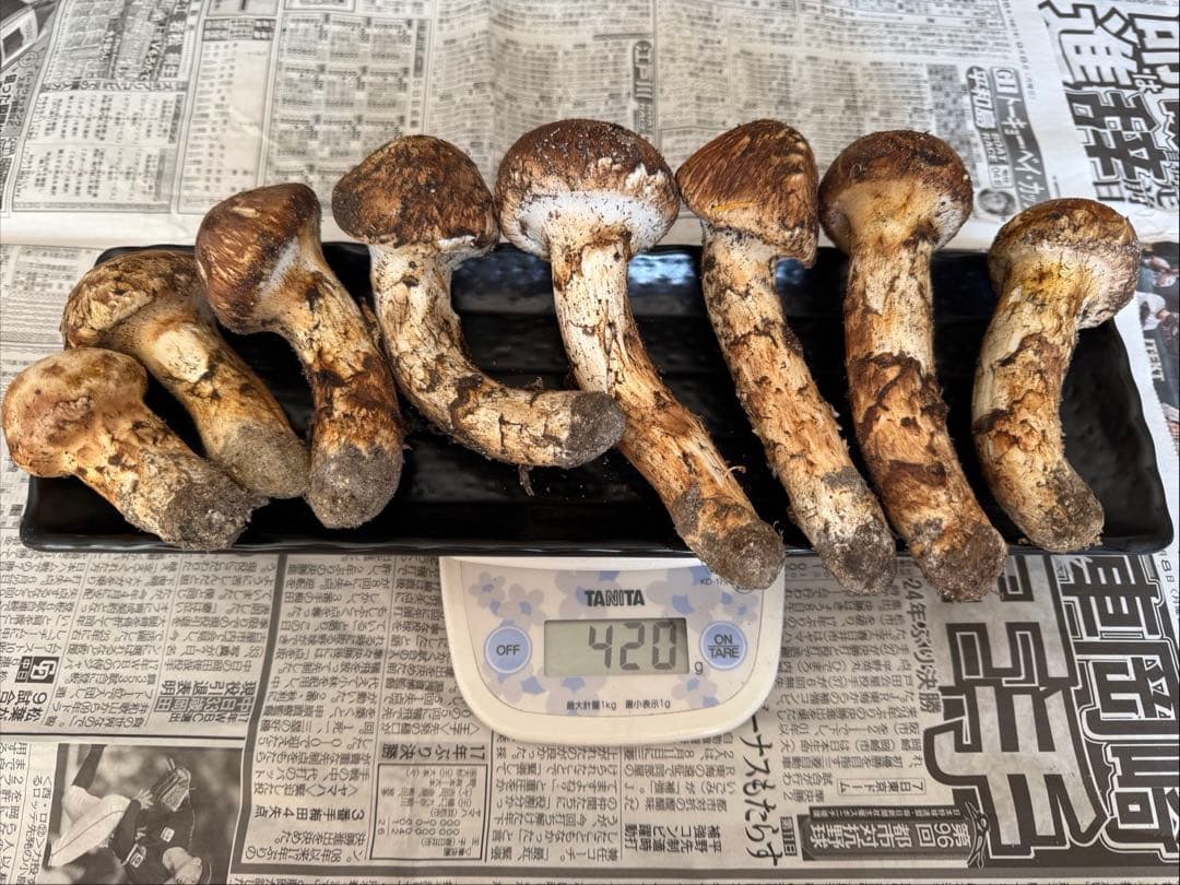 松茸　北海道　400g 国産
