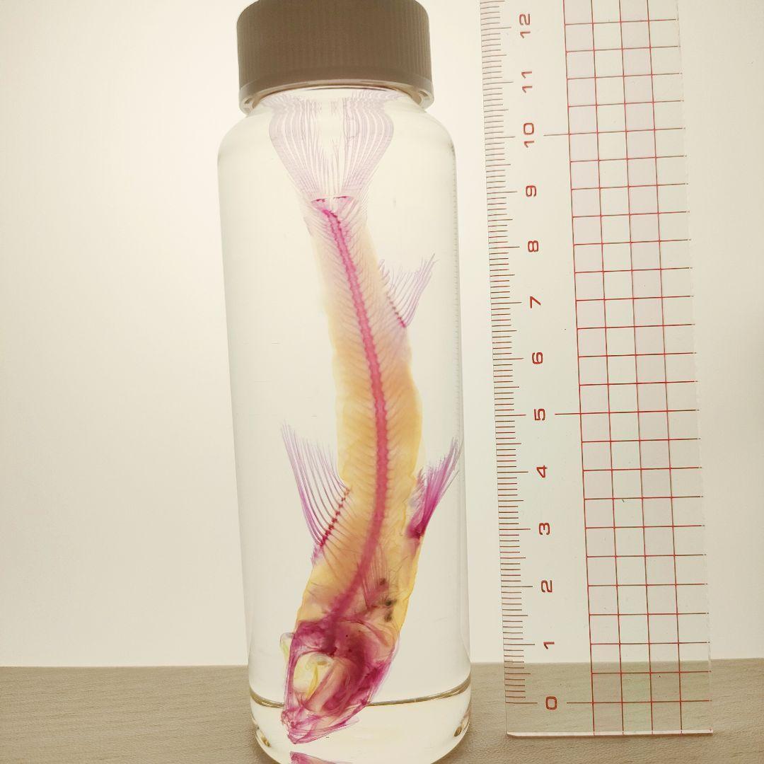 大特価☆数量限定☆透明骨格標本 11本セット レア 深海生物含む