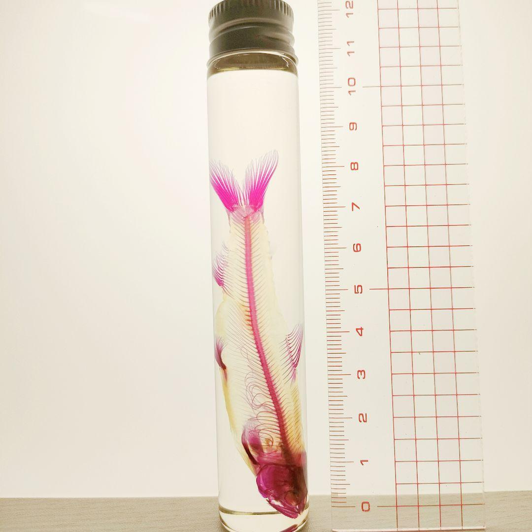 大特価☆数量限定☆透明骨格標本 11本セット レア 深海生物含む