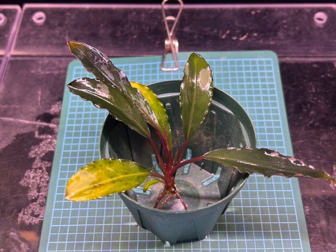 【AZ便】Bucephalandra sp. \