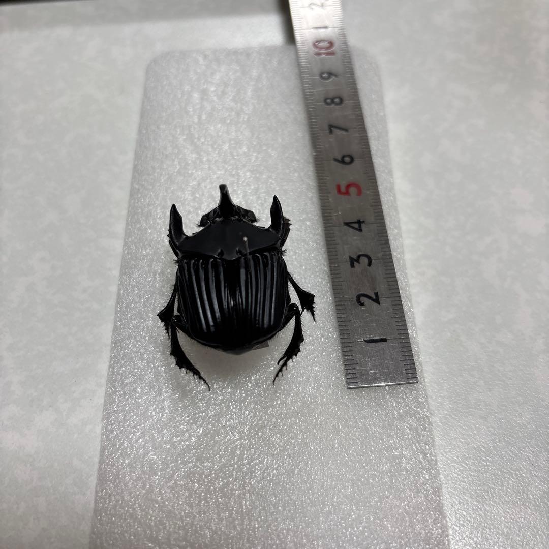 ファヌスニジダイコク♂