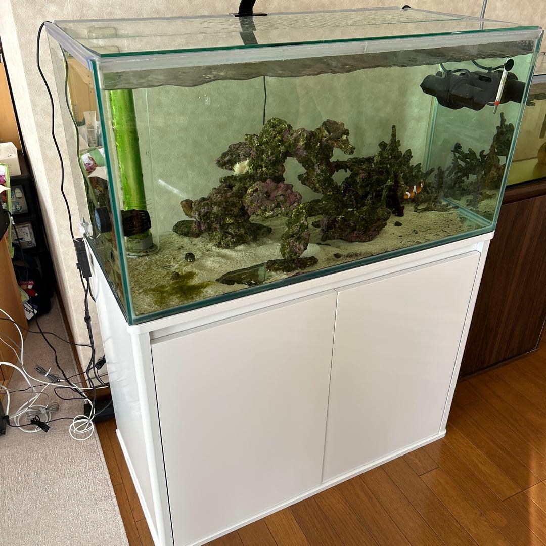 海水魚　オーバーフロー水槽一式　引き取り限定