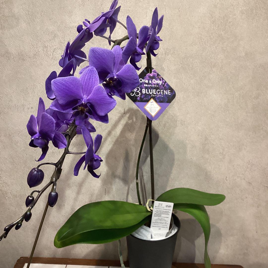 年末SALE❗️入荷少なめです❗️超希少❗️胡蝶蘭❤️ブルージーン　1本立
