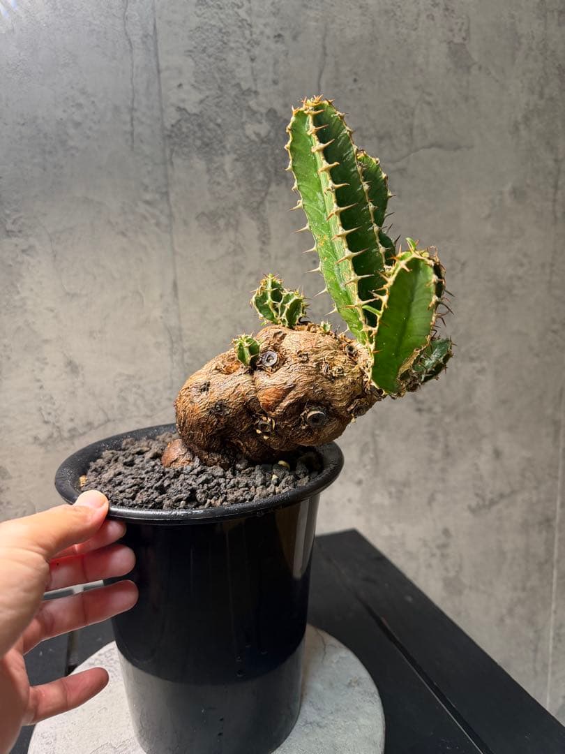 ユーフォルビア ムランジーナ　珍株　発根確認済