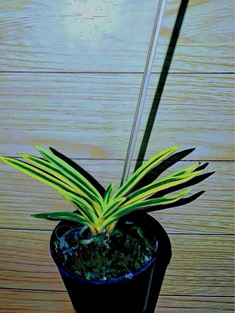 【年末特価品】富貴蘭「super八洲の月」