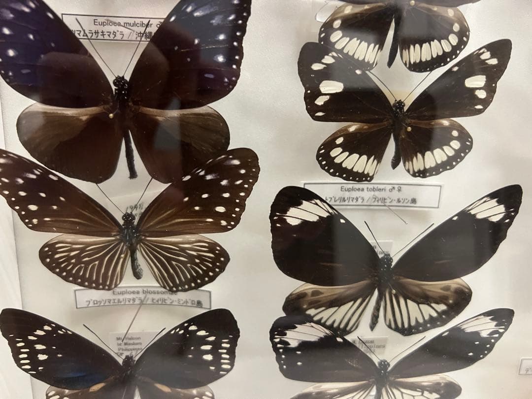 蝶　標本