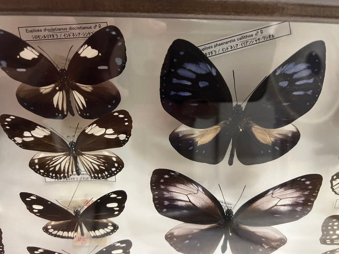 蝶　標本