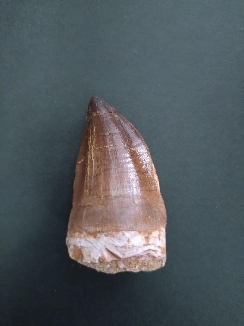 【特大本物】モロッコ産モササウルス（プログナソドン）の歯の化石　約5.5×3cm