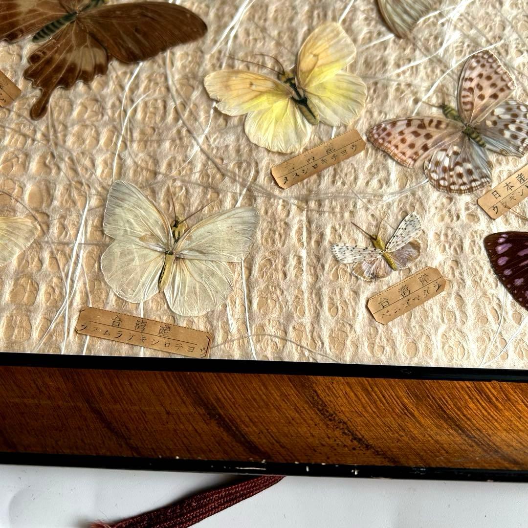 蝶の標本 蝶標本コレクション　18種　日本産　台湾産　木製フレーム付き