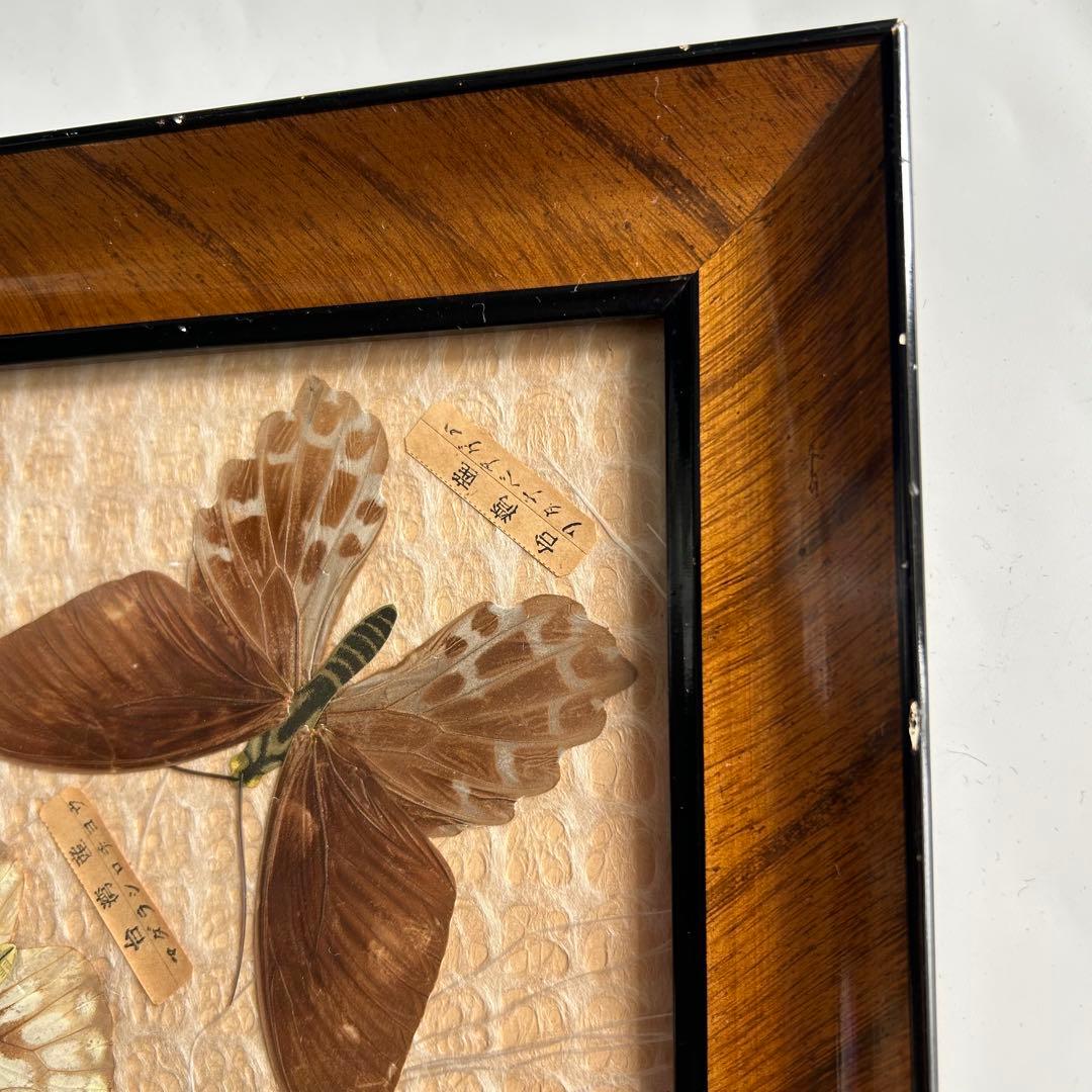 蝶の標本 蝶標本コレクション　18種　日本産　台湾産　木製フレーム付き