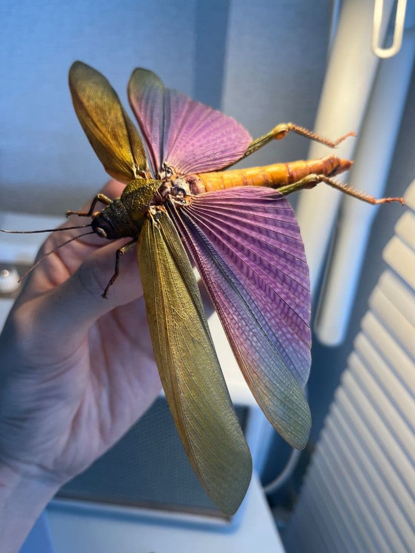 【飛蝗最大級】シタムラサキオオバッタ 昆虫標本 直翅類 カマキリ マンティス