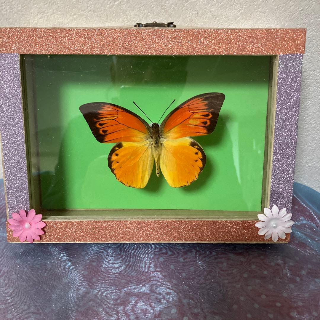 デタニツマベニチョウ