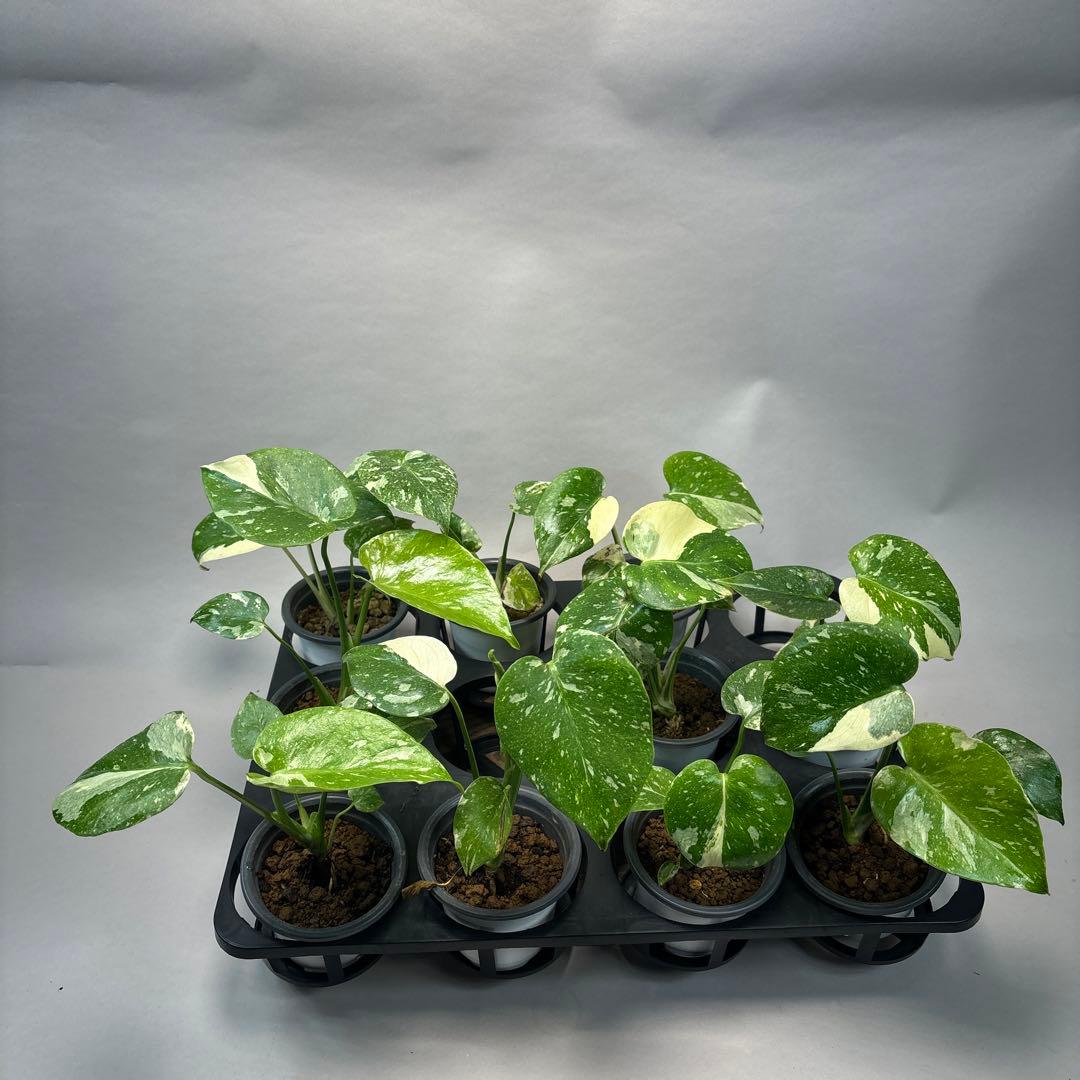 サ*イ様 10株セットms55【特別選抜】モンステラ・タイコンステレーション 斑