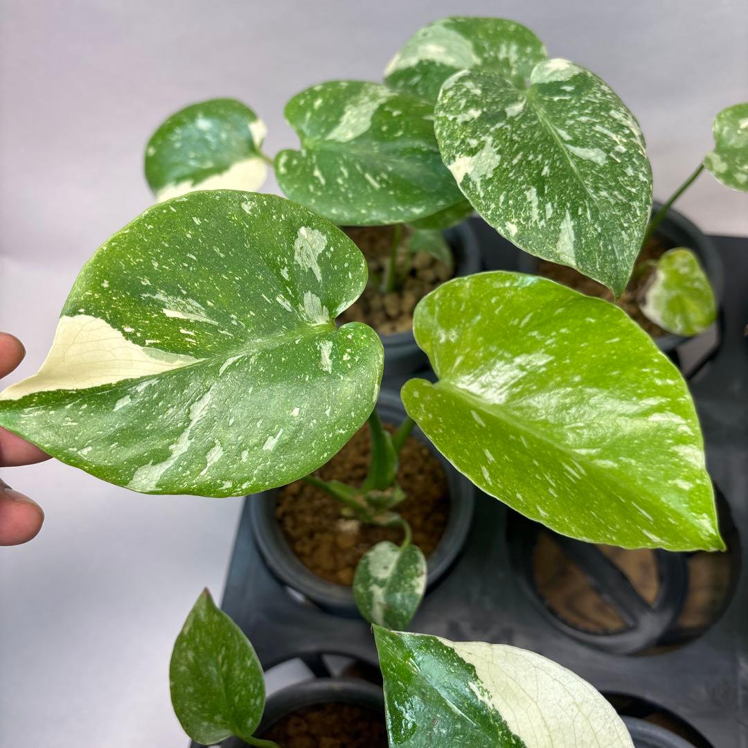 サ*イ様 10株セットms55【特別選抜】モンステラ・タイコンステレーション 斑