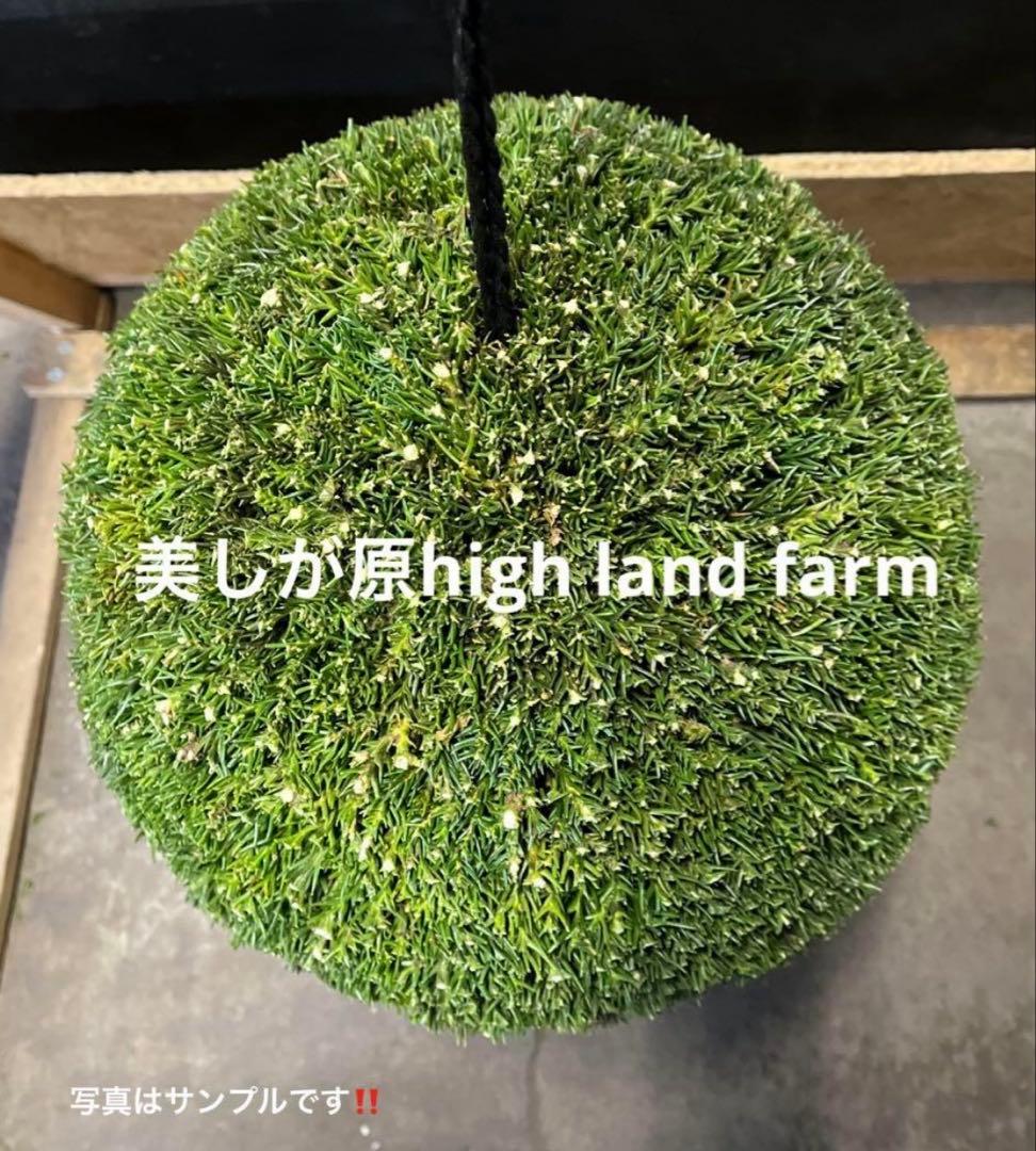 杉玉　約30センチ‼️縁起物　丸くて幸せ　家族円満♪