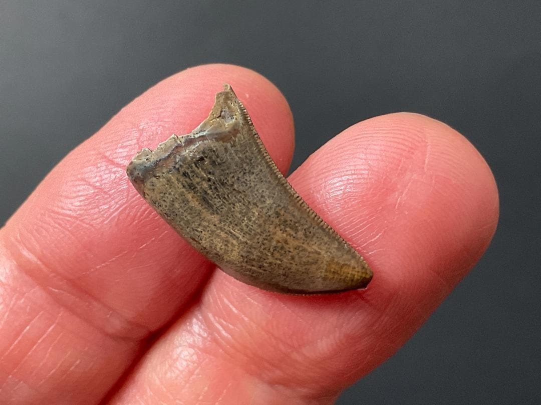 化石 ティラノサウルス 歯 [DS409] 恐竜 希少 レア