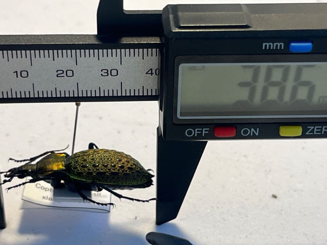 【38mm】エリスカブリモドキ オサムシ標本 オサムシ マイマインミョウ