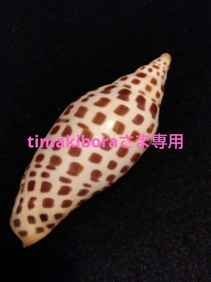 貝殻の標本　リュウグウボラ（ガクフボラ科）