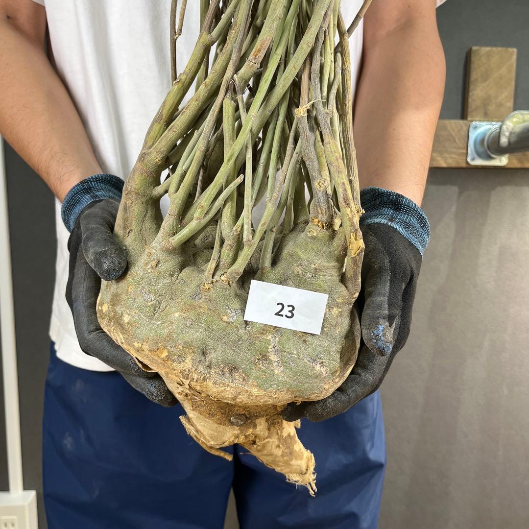 7*i様 23 激レア 超大株 アデニア ペチュエリー 現地球 鮮度抜群