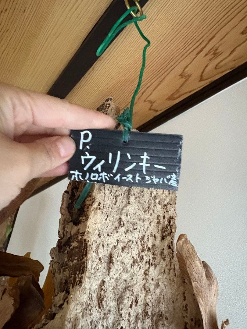 はなはなはなこ