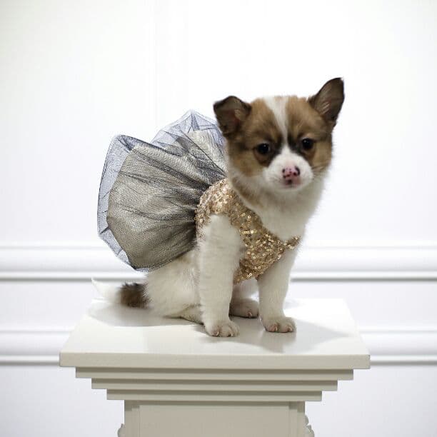 Laxury Dog Dress Blessing Babies【Bliss】