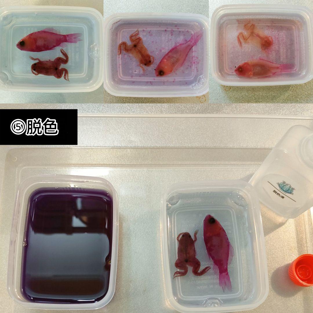 【透明標本作製キット】(上級) 20点　自由研究 学習教材 改良版