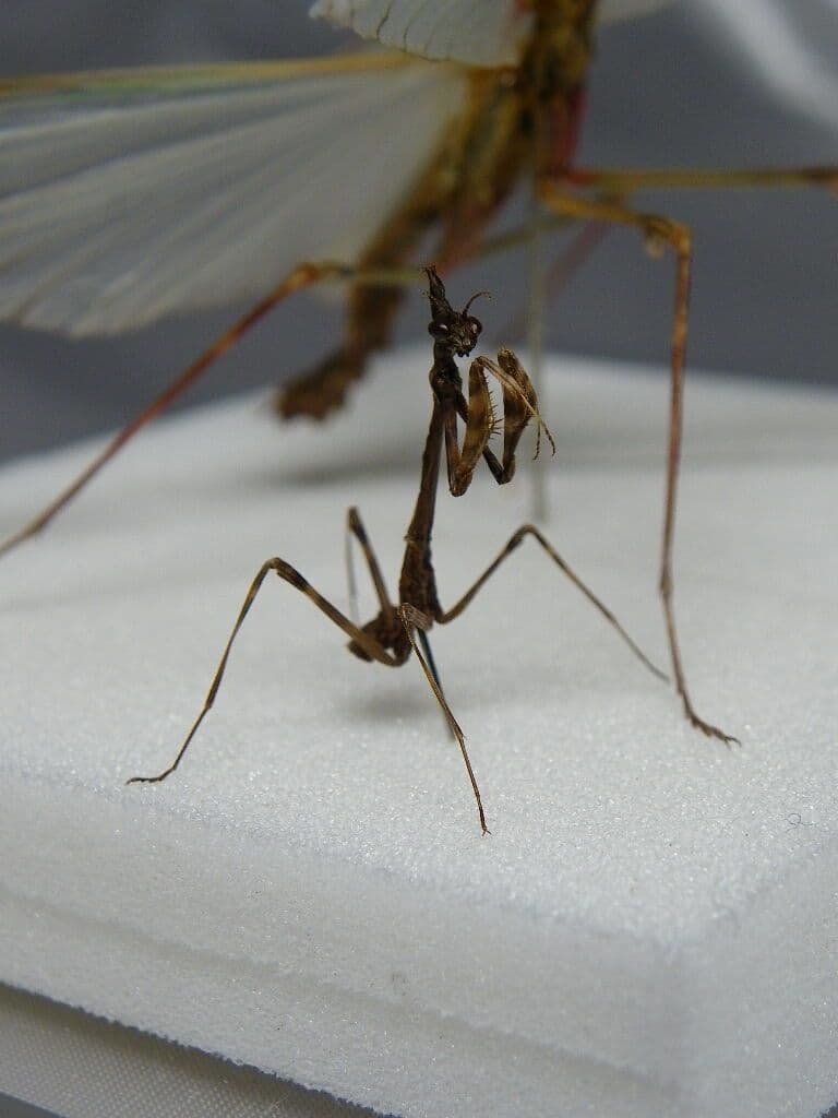 エンプーサペンナータ　クシヒゲカマキリ　ペア 立体標本　ジャンク