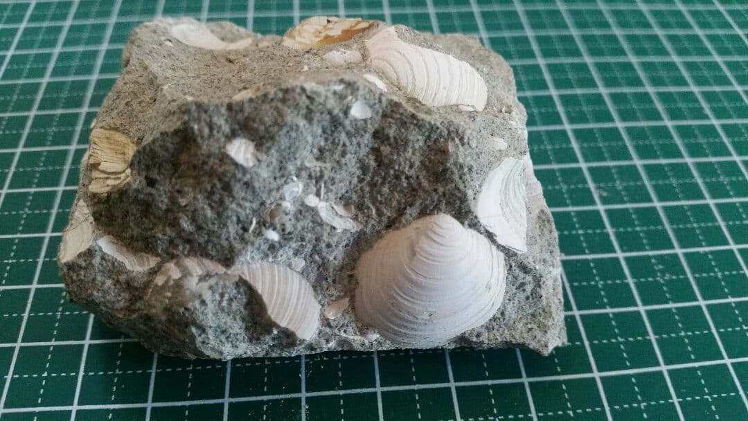 【母岩は最高に硬く重いノジュール】　化石　二枚貝　日本　岐阜県　瑞浪産