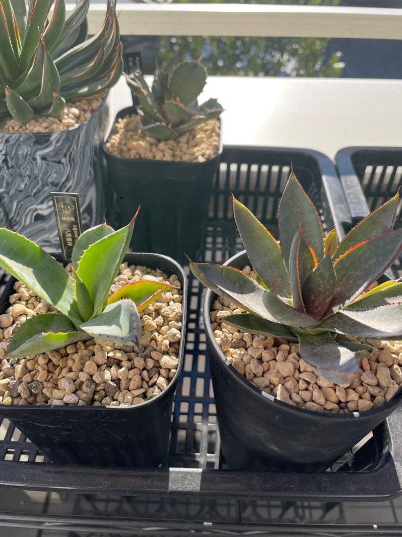 専用です。瀧雷血后と姫嚴龍x姫雷帝