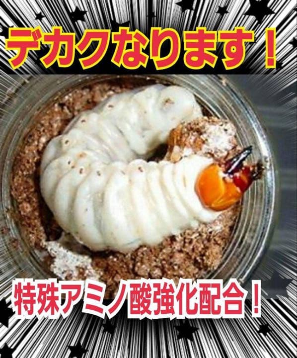 超特大2300ml【3本】ヒマラヤひらたけ菌糸瓶☆90ミリ以上の大型クワガタ専用