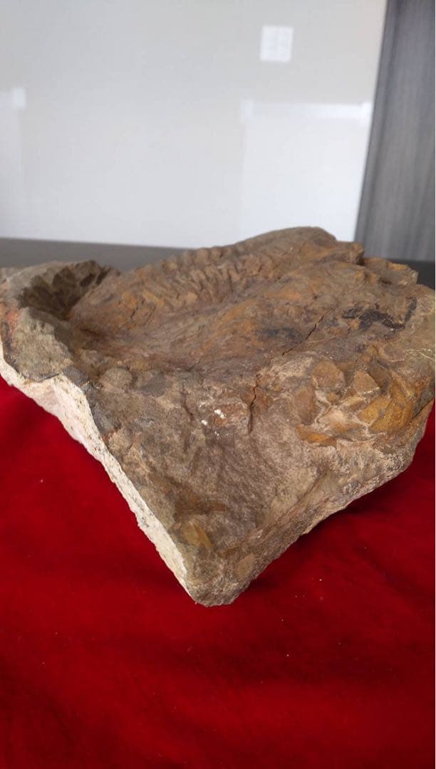 三葉虫化石　化石　古道具　アンティーク　ディスプレイ　オブジェ