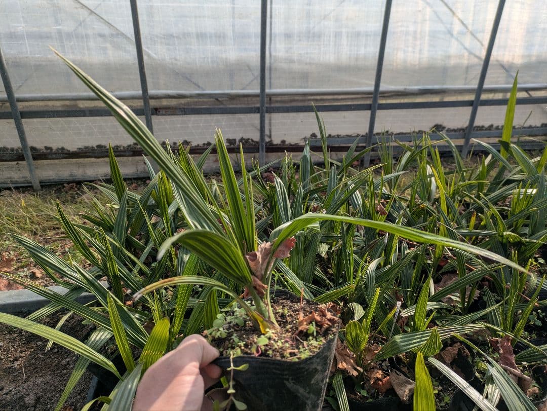 残りわずか　カナリーヤシ50株