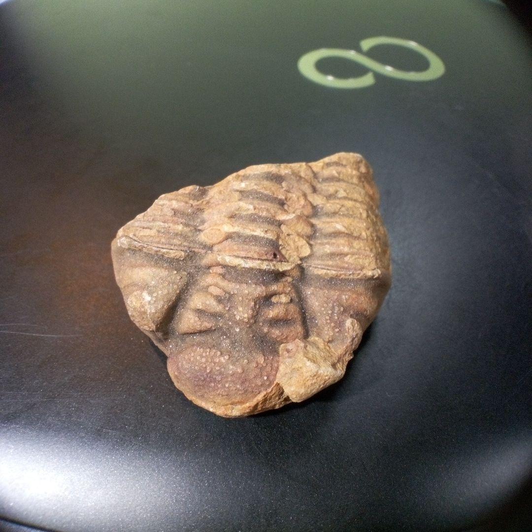 三葉虫　化石　fossil　ボリビア産　トライロバイト　Fossil番号③