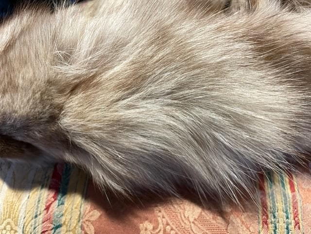 クリーム色のファーコート