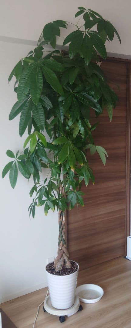 【引取限定】パキラ 観葉植物