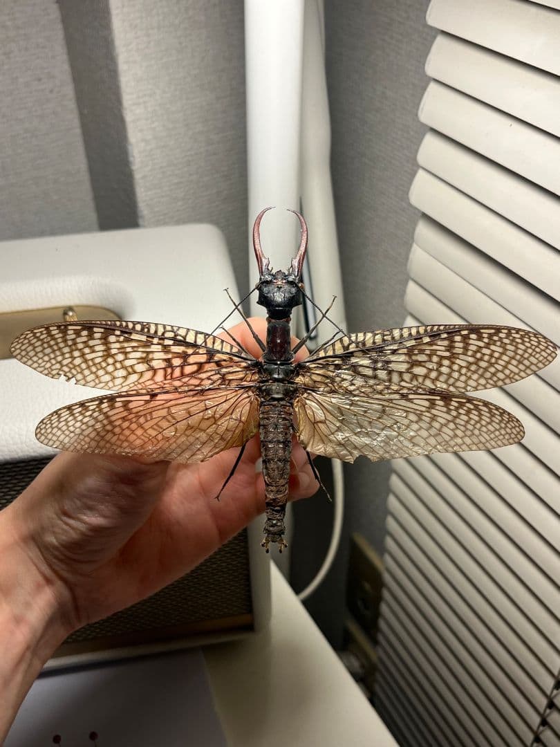 【巨大紅牙】オオキバヘビトンボ オオアゴヘビトンボ 昆虫標本 標本