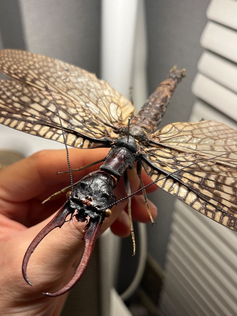 【巨大紅牙】オオキバヘビトンボ オオアゴヘビトンボ 昆虫標本 標本
