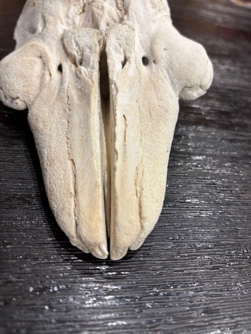 イルカ　クジラ　標本 約20cm 詳細な骨構造