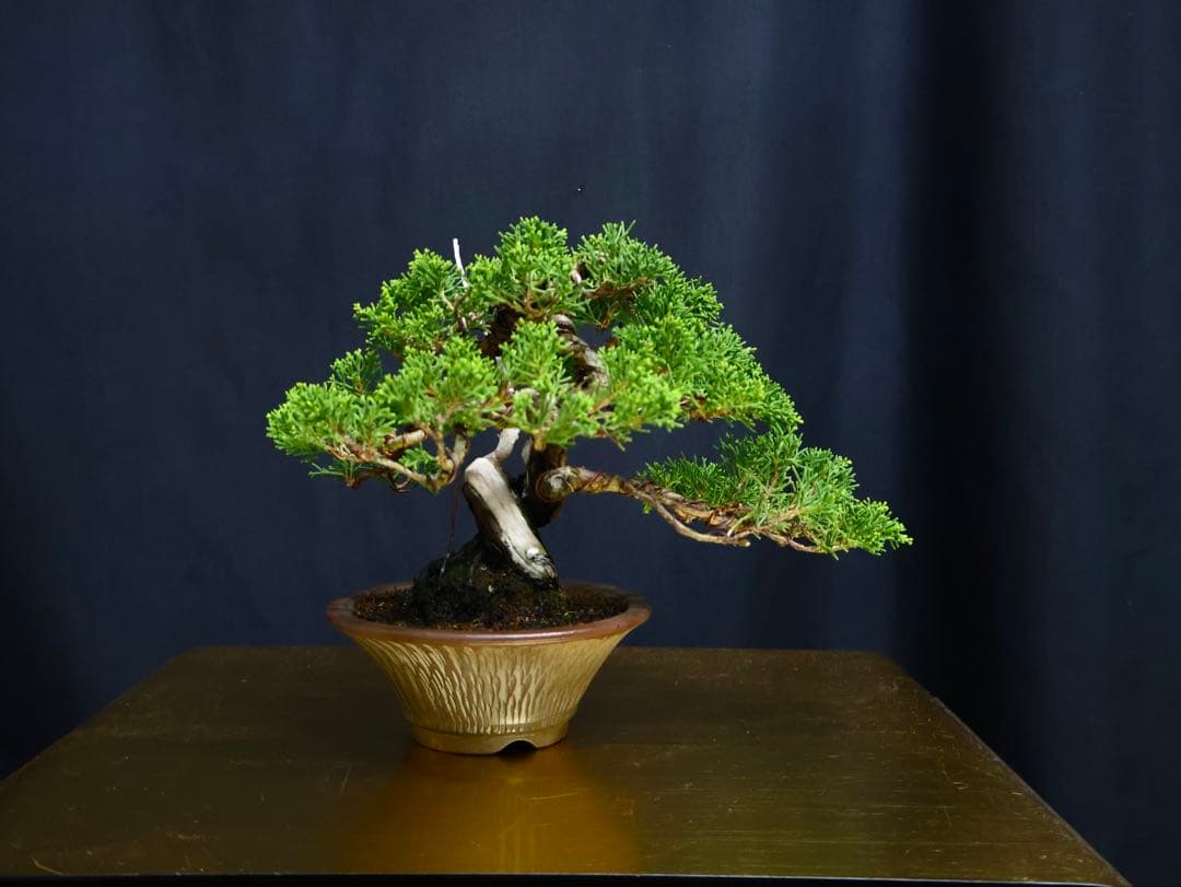 糸魚川真柏　小品盆栽　葉性抜群　盆栽　樹高17cm