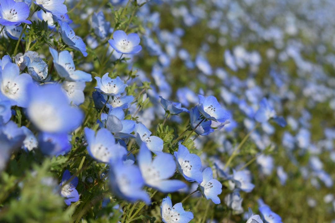 Nikon D3400 一眼レフ 美品