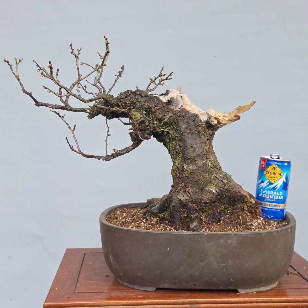 野梅　[舎利幹舎木]　　梅/中品盆栽