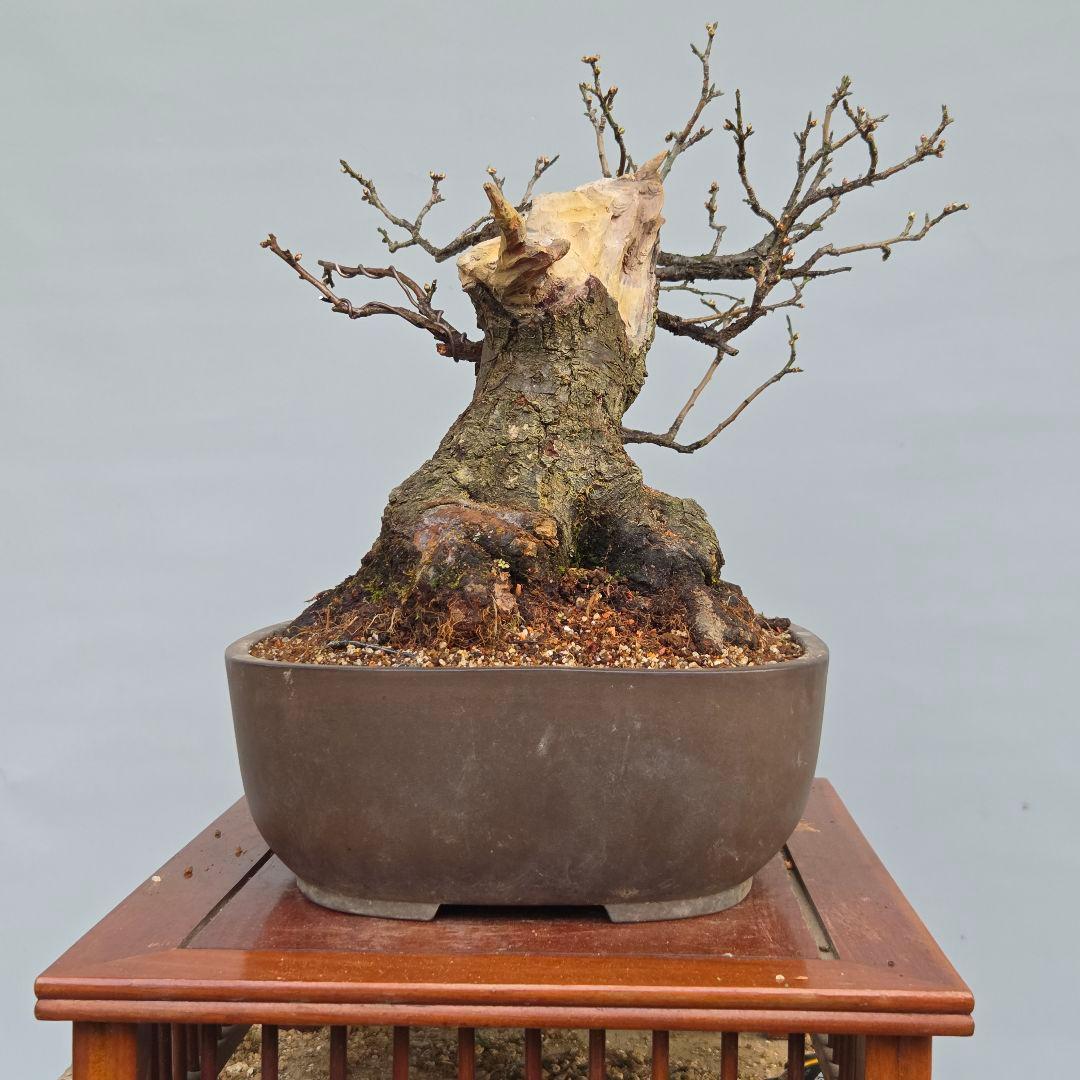 野梅　[舎利幹舎木]　　梅/中品盆栽