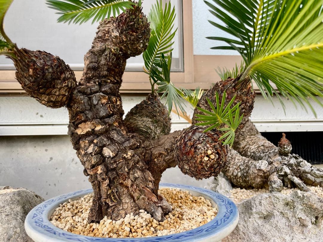 蘇鉄 ソテツ 盆栽 松肌