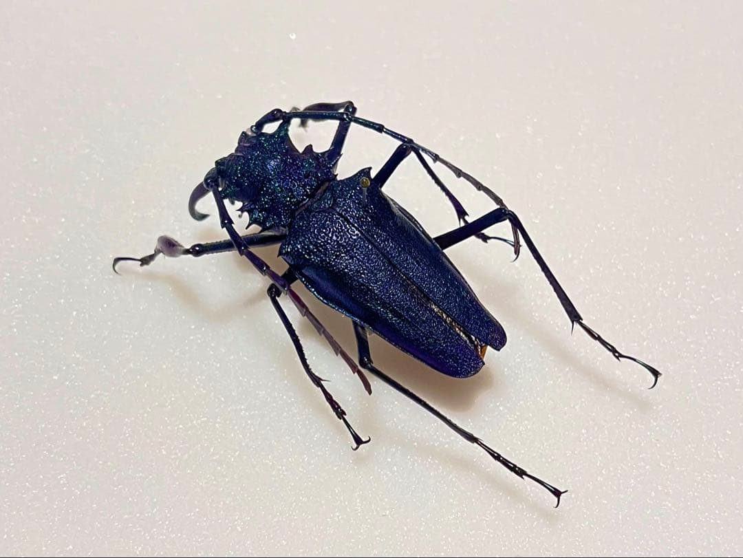非常に美しいブルー系のキンオニルリカミキリ 標本 カミキリ