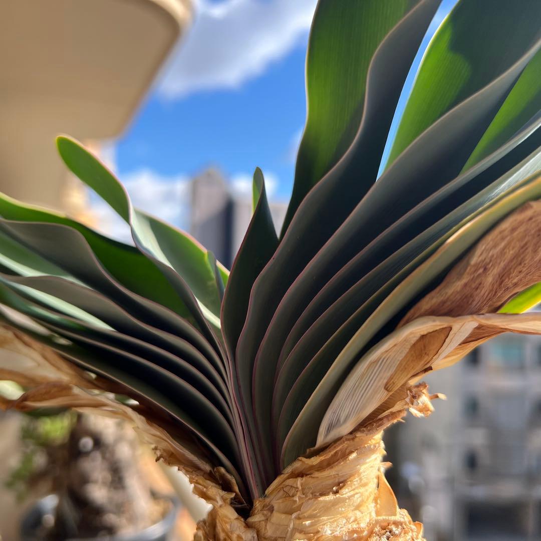 ブーファン・ハエマンソイデス（Boophone haemanthoides）塊根