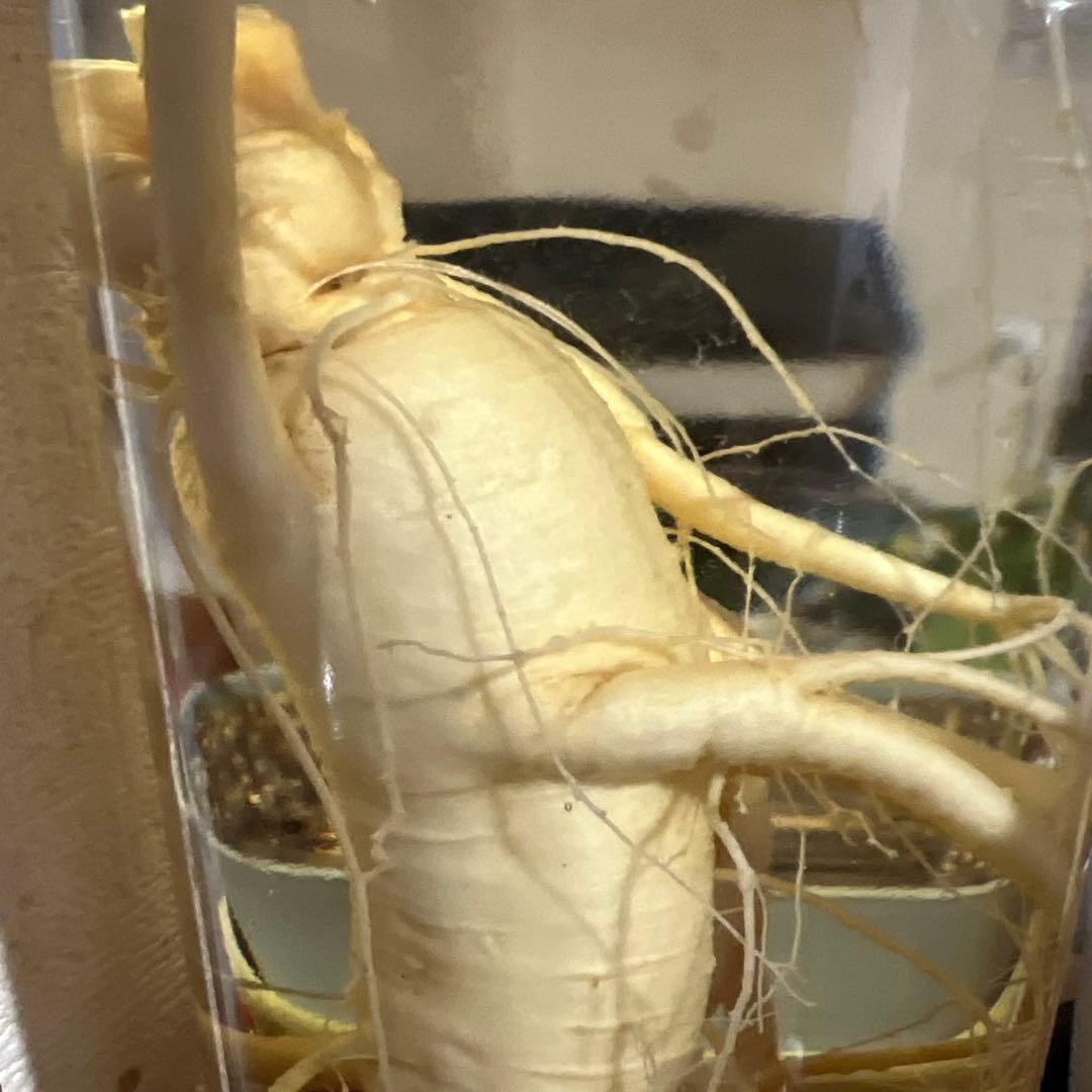 朝鮮白頭山人参古酒 薬膳酒 漢方 薬酒 健康酒 養命酒 年滋養強壮に役立つ