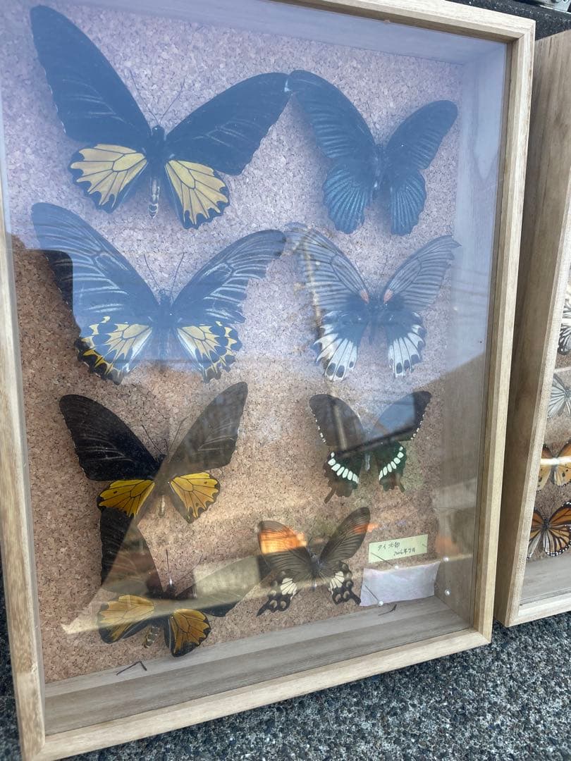 最終値下げ　蝶　標本　003   40×30センチ 厚さ6センチ