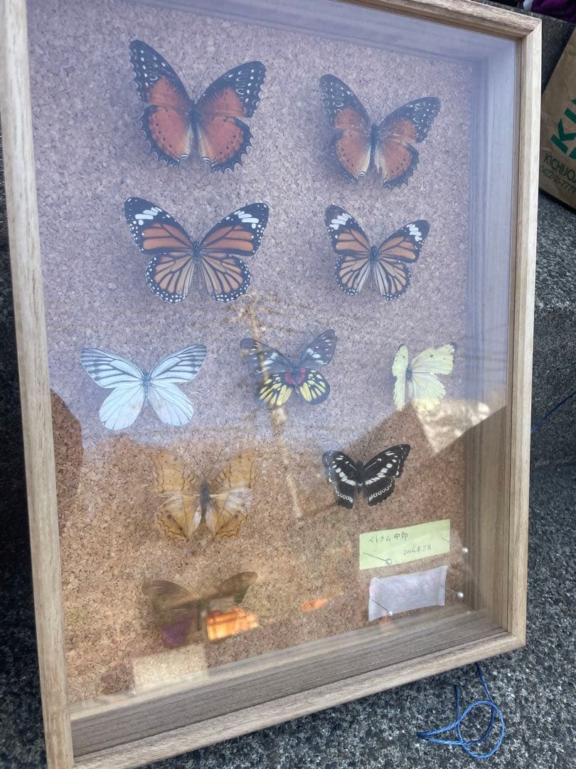 最終値下げ　蝶　標本　003   40×30センチ 厚さ6センチ